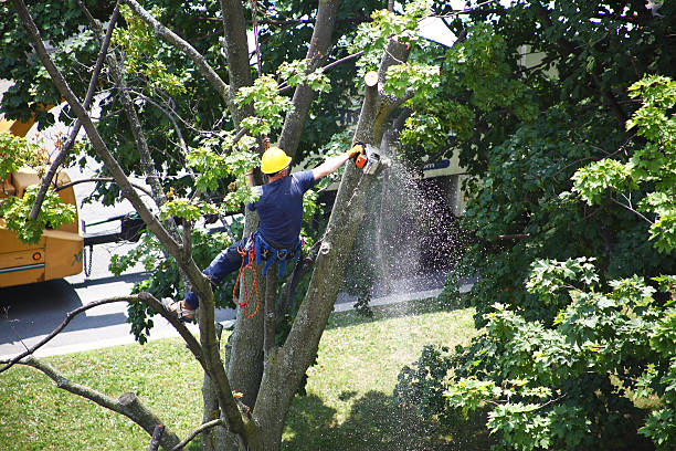 Best Tree Maintenance Programs  in South Sarasota, FL