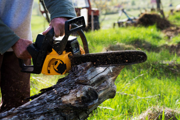 Best Hazardous Tree Removal  in South Sarasota, FL